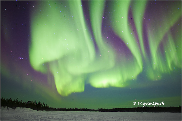 Aurora Borealis 54 by Dr. Wayne Lynch &copy;